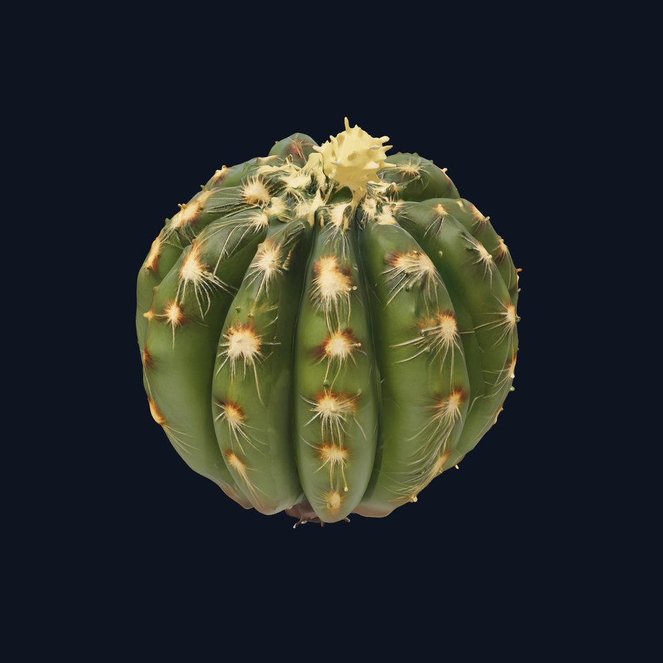 Round Cactus model pack